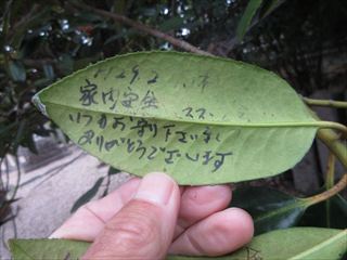 タラヨウ